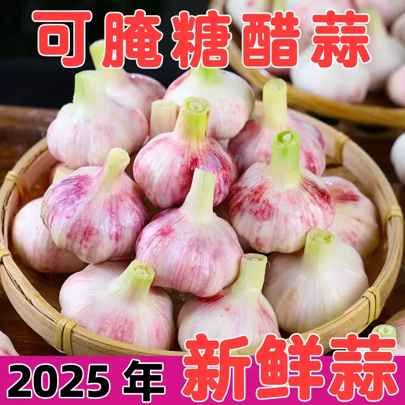 2025年头茬新鲜紫皮大蒜现挖多瓣蒜头湿蒜精选品质粒大饱满手工挑