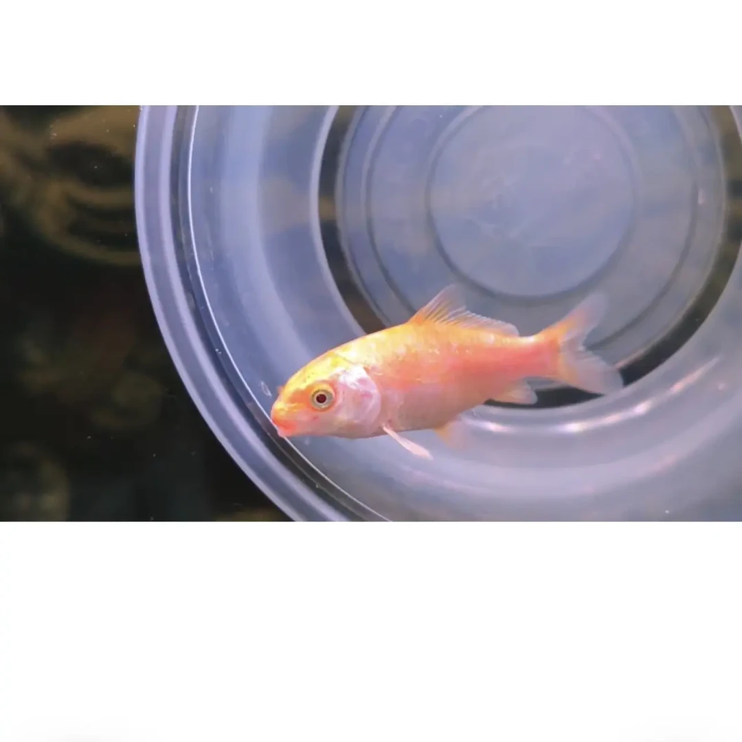 好养耐活小型观赏淡水小鱼孔雀鱼凤尾鱼活体