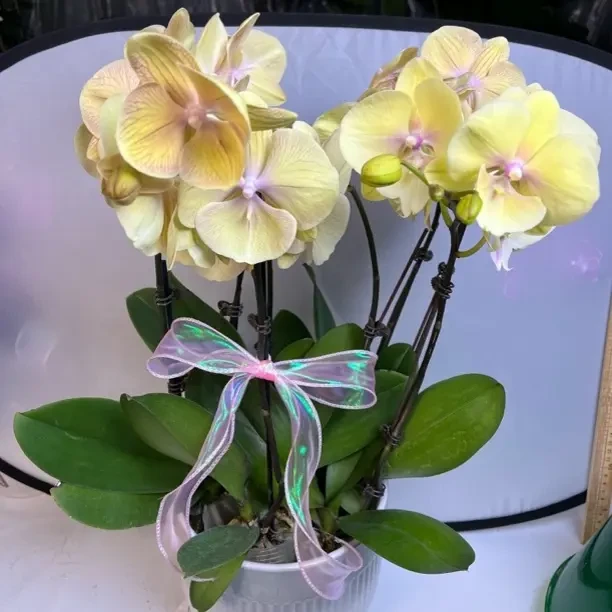 高品质蝴蝶兰《黄金万两混搭》8支带花剑花苞室内好养活绿植盆栽