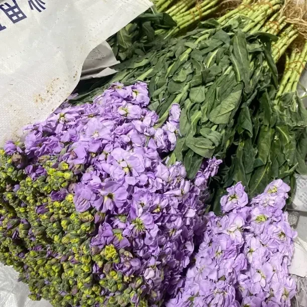 (20把起发)紫罗兰浅紫(花店配货)