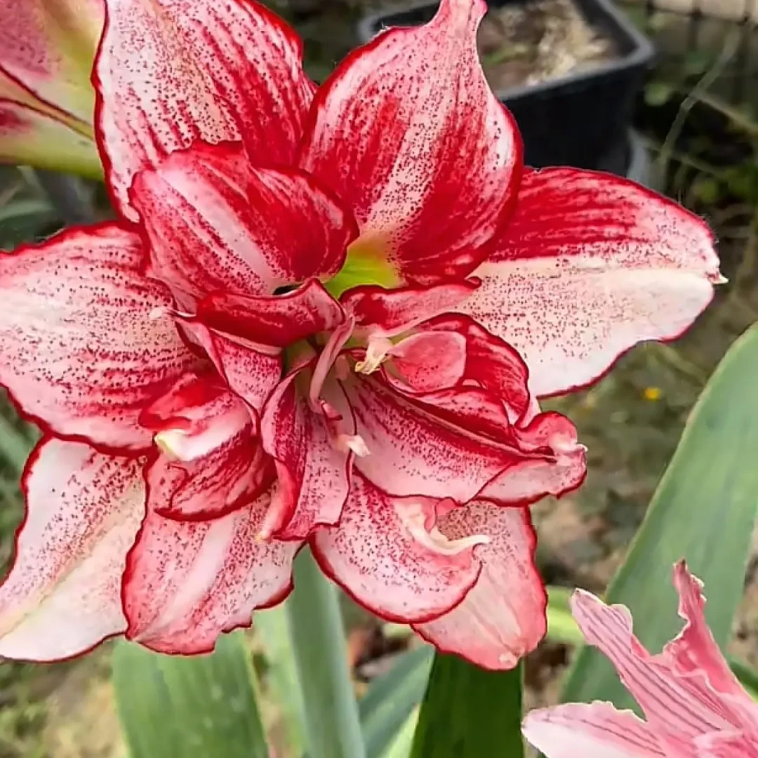 重瓣朱顶红种球大花室内外盆栽四季开花好养活观赏植物