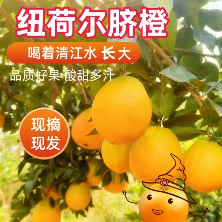 【精品纽荷尔】湖北橙子 宜昌脐橙大果/中果新鲜现摘现发当季甜橙子