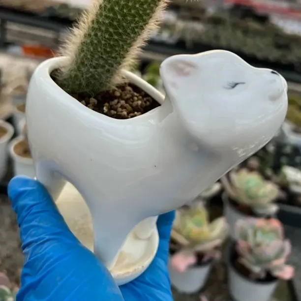 可爱好养九尾狐多肉植物适合室内阳台盆栽