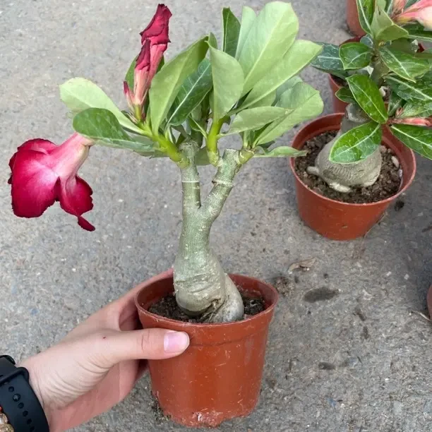 重瓣沙漠玫瑰老桩四季开花浓香型耐旱耐热阳台盆栽花卉植物