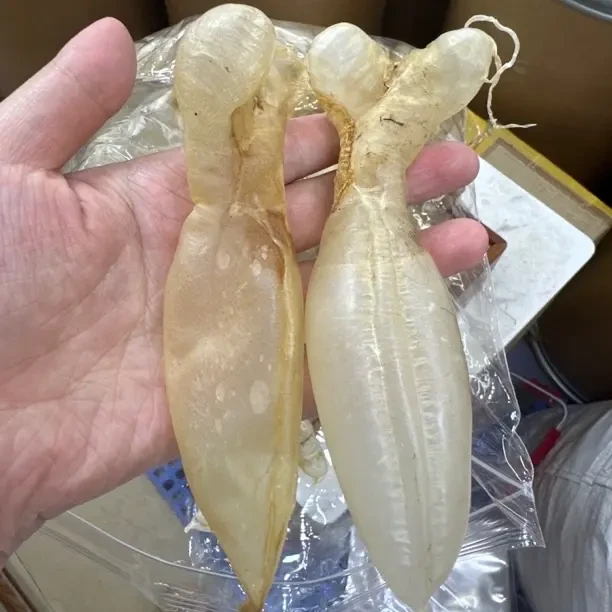 618南澳自晒滋补的深海蜘蛛鱼胶干货