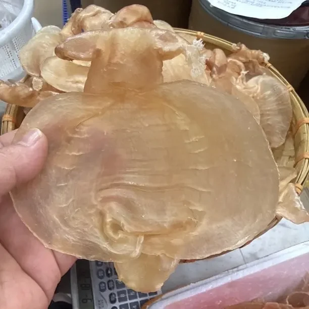 南澳自晒滋补的深海赤嘴鱼胶母干货