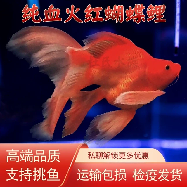 火红台湾球体狮子头蝴蝶鲤熊猫锦鲤大鳍观赏耐寒活的直销冷水鱼苗