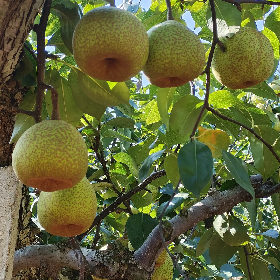 莱阳慈梨特产财富超市上海新鲜采摘脆甜多汁产地直发面包果龙凤