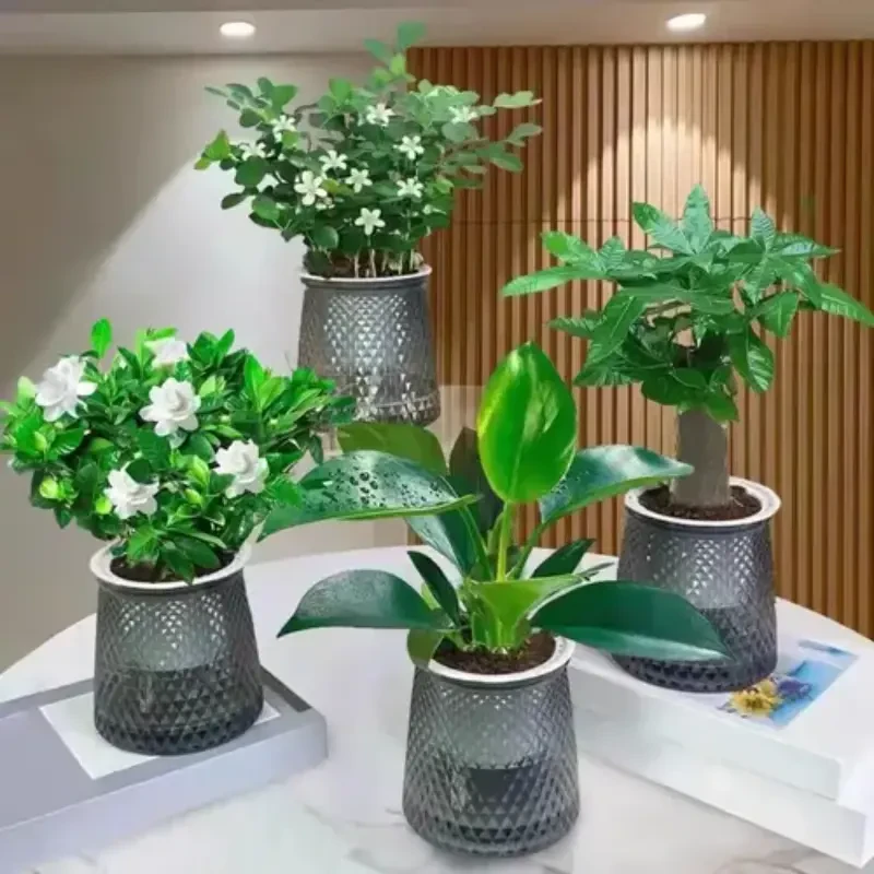 [买三送一】水培绿植四件套家居净化空气发财树栀子花金钻九里香