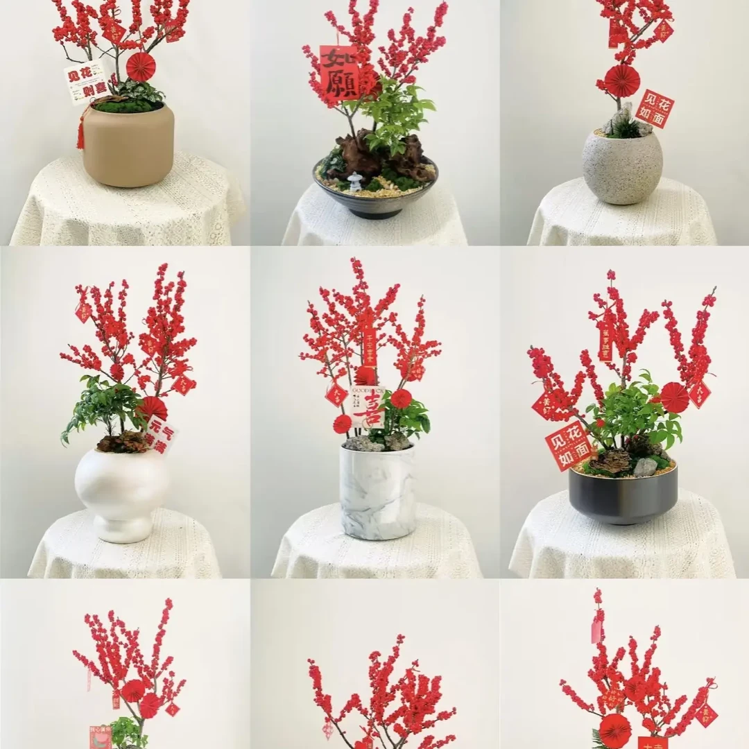 北美冬青盆栽带红果适合室内外种植的耐寒花卉绿植