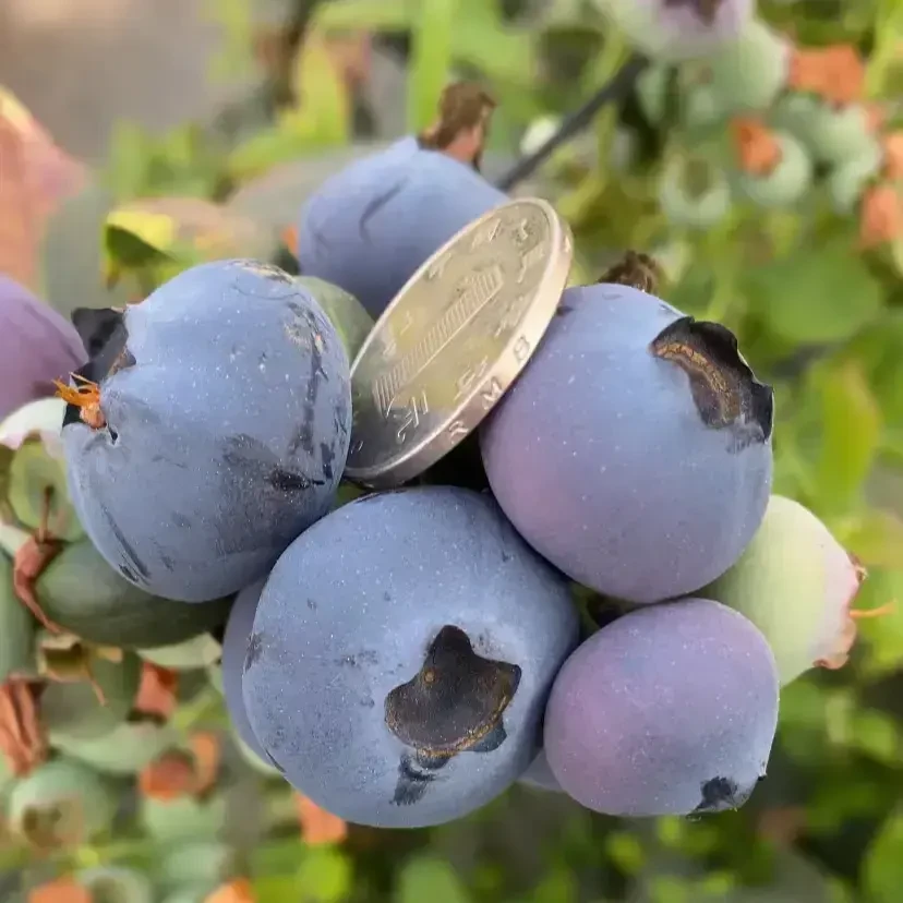 （中苗带花带果）蓝莓苗原盆原土南方北方种植云南发货