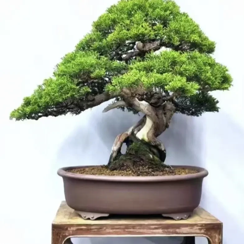 室内客厅真树造型植物室内客厅盆栽绿植大型罗汉松盆栽