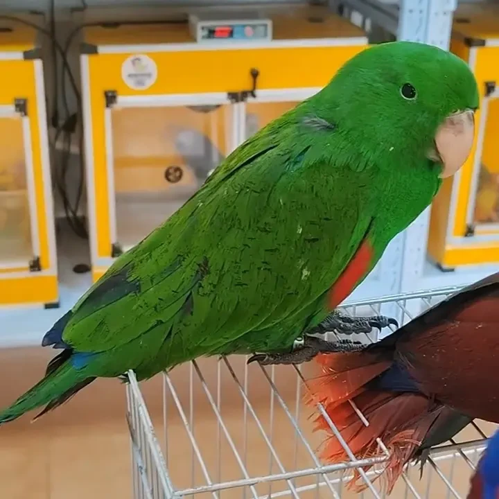 可爱折中公鸟活体手养宠物鸟适合家养