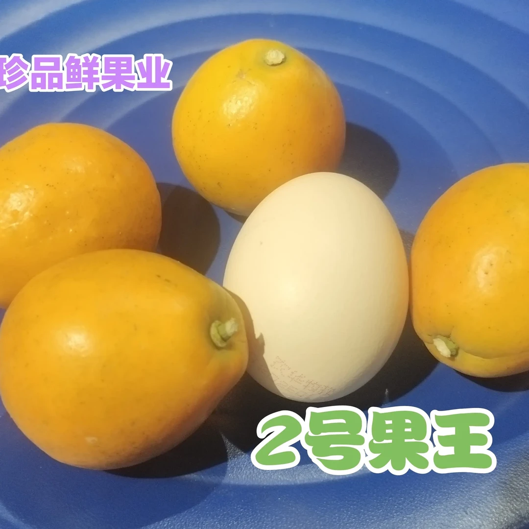 广西融安脆蜜金桔，新鲜当季现摘甜蜜多汁，皮薄脆口小金柑桔特产