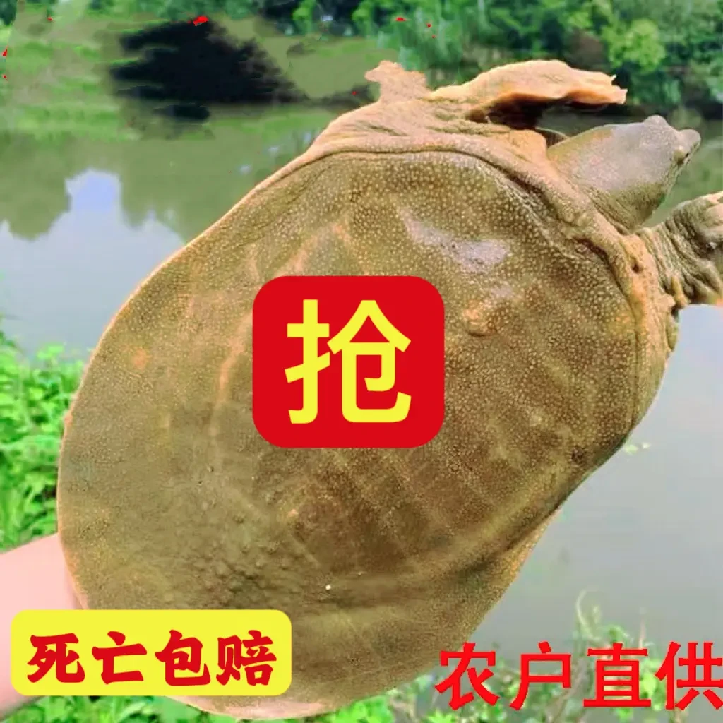 生态甲鱼外塘鲜活甲鱼包邮包活鲜活农产品