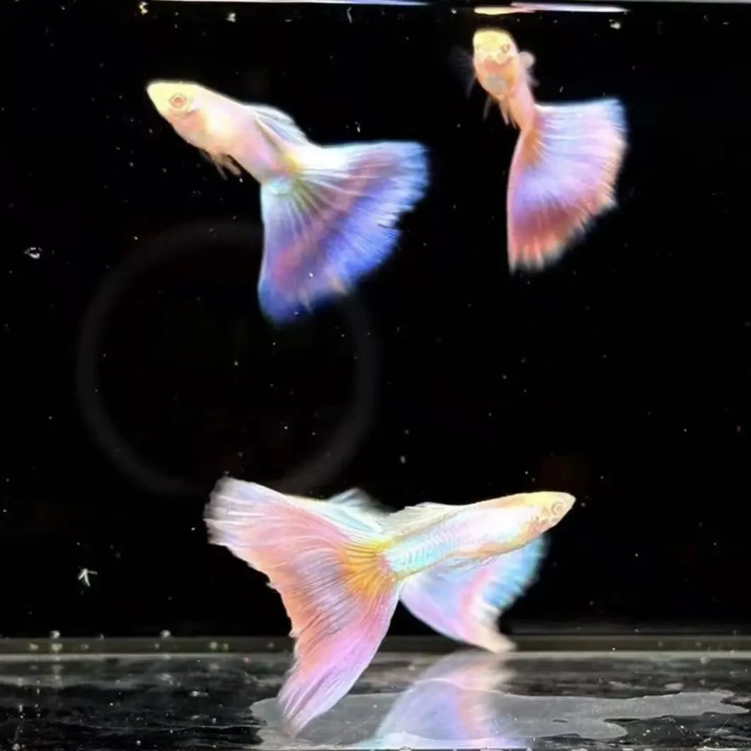 精品极光幻彩金粉世家小型热带观赏鱼(实物以直播间为准)