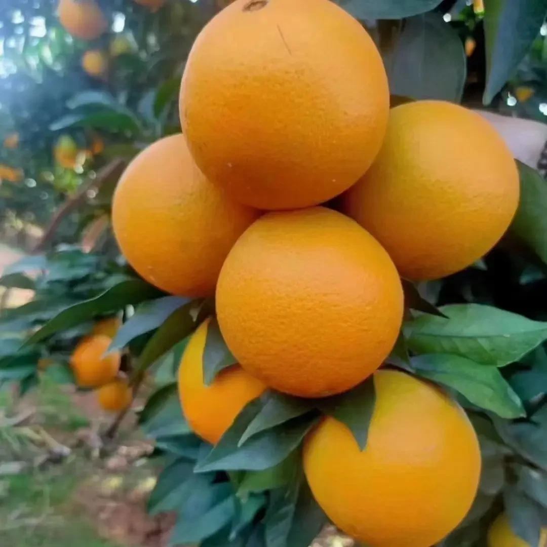 【含箱10斤】正宗江西赣南脐橙现摘新鲜香甜多汁当季水果产地直发