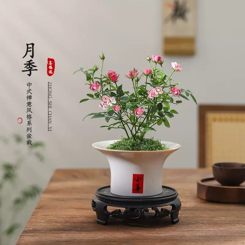 月季盆栽室内桌面客厅四季好养植物须惠季开花玫瑰超迷你微型绿植