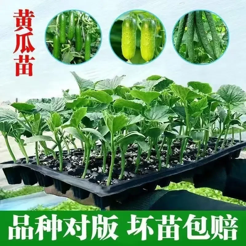 黄瓜秧苗小黄瓜秧苗大黄瓜苗水果黄瓜苗旱黄瓜苗青皮耐寒阳台盆栽