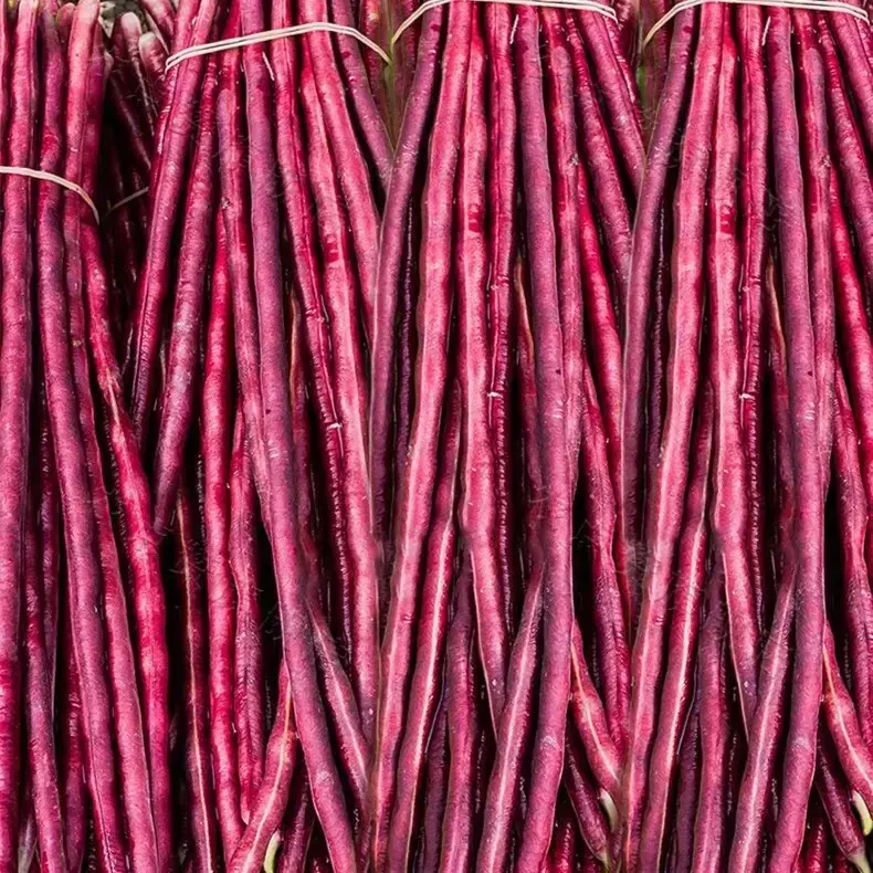 【紫色豇豆种子】春秋紫色长豆角种子长豇豆高产种植紫色豇豆角种子