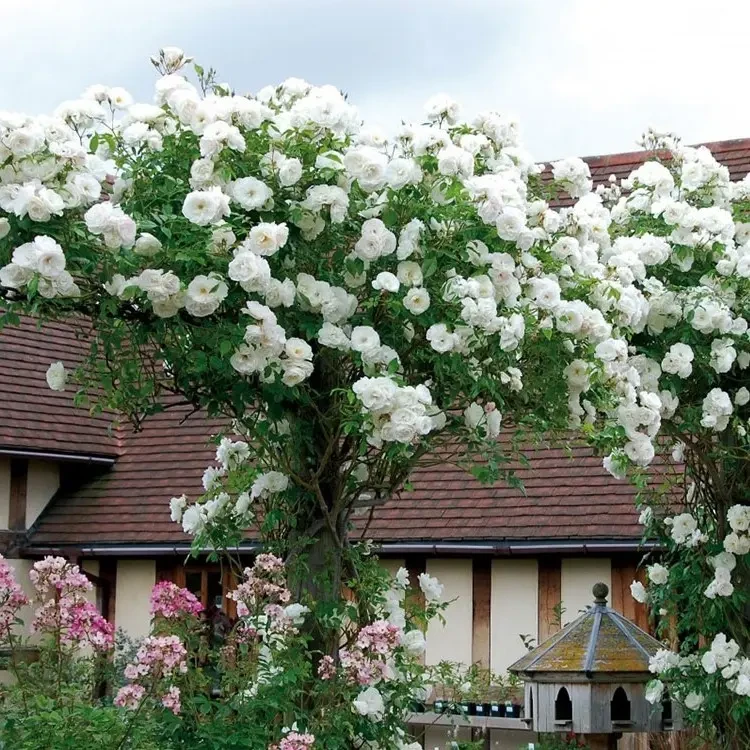 藤冰山爬藤月季花苗露天苗抗旱抗寒藤本大苗庭院阳台盆栽地栽