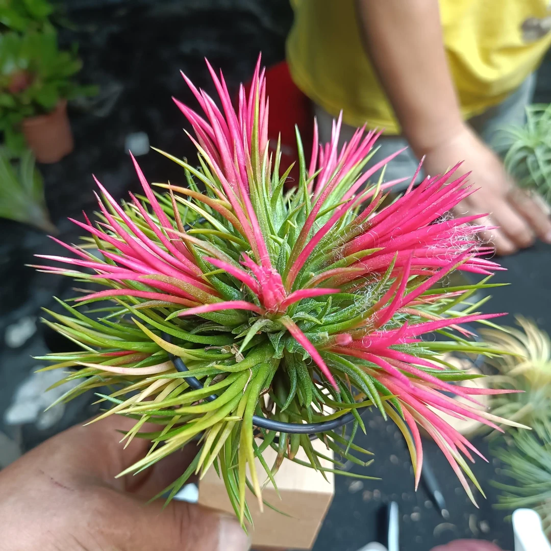 空气凤梨红福果群生搭配底坐多年生无土净化空气绿植