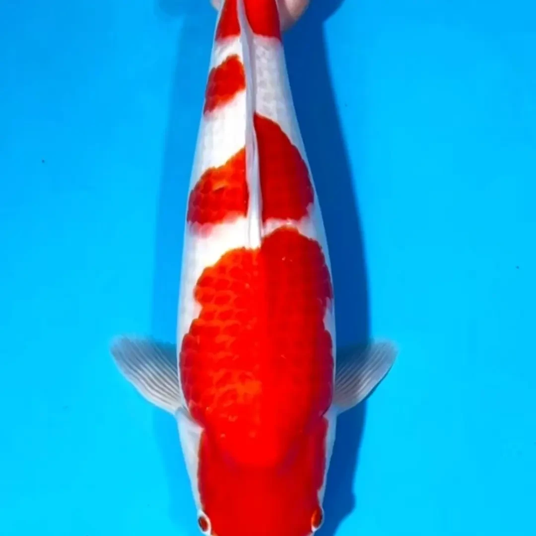 锦鲤红白精品好养冷水鱼自家产血统保证01