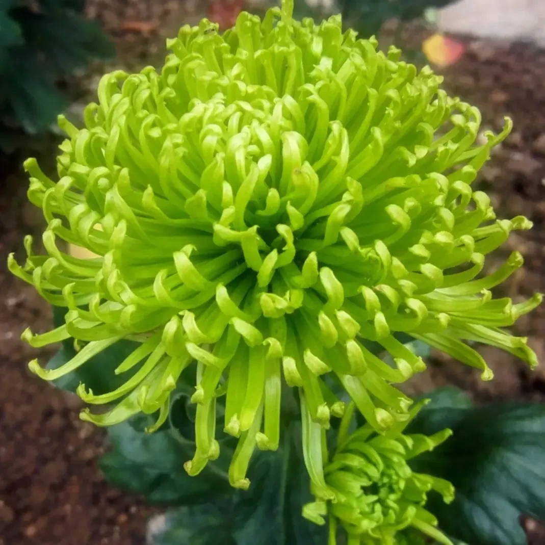 【绿安娜】大花富贵菊 九月大菊盆栽开花好看