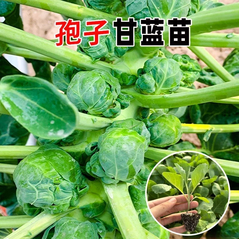孢子甘蓝苗秧四季春秋带士球高产串收迷你小包菜小甘蓝种子籽蔬菜
