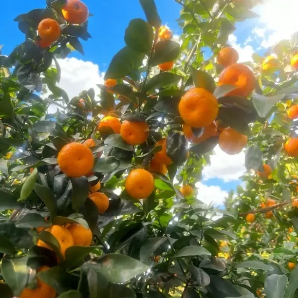 广西新鲜应季八月桔爆甜多汁皮薄橘子