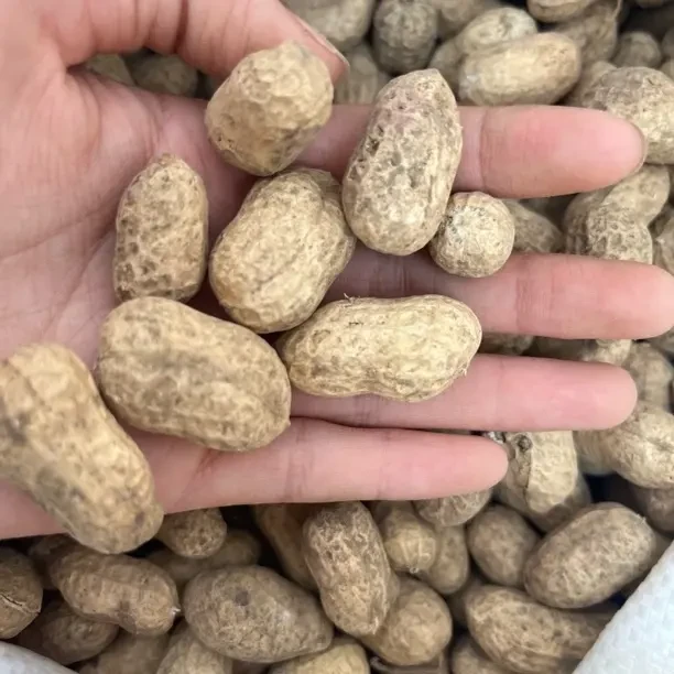 农家自种2025年 新带壳干花生,(精品手挑果可做种子)原汁原味