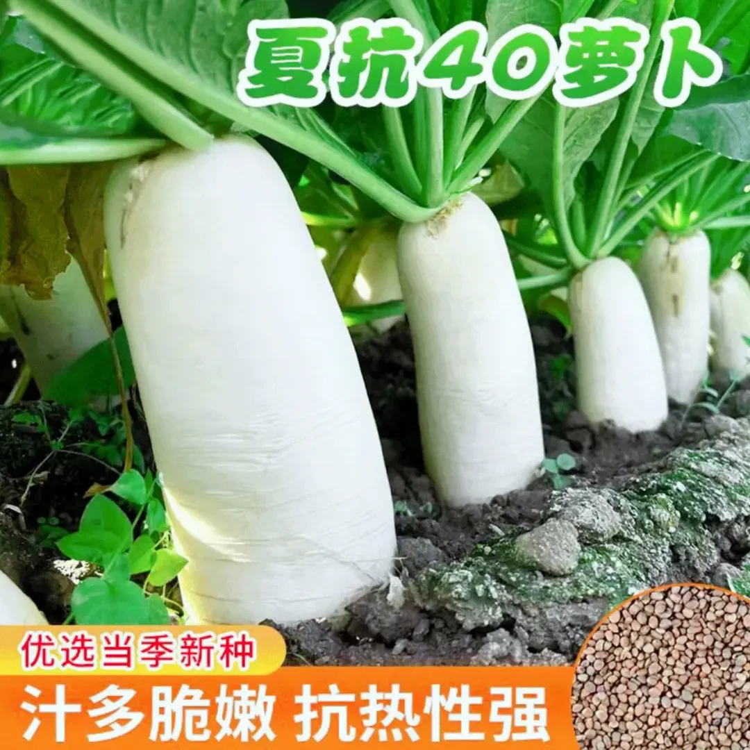 【夏抗40白萝卜种子】夏抗40白萝卜家庭阳台小院盆栽地栽四季种植
