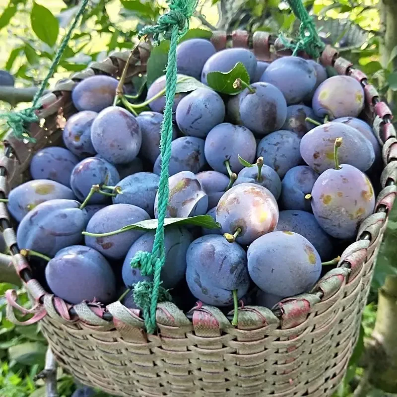 特大果四川西梅新鲜水果西梅李子2025新鲜西梅孕妇水果5斤整箱