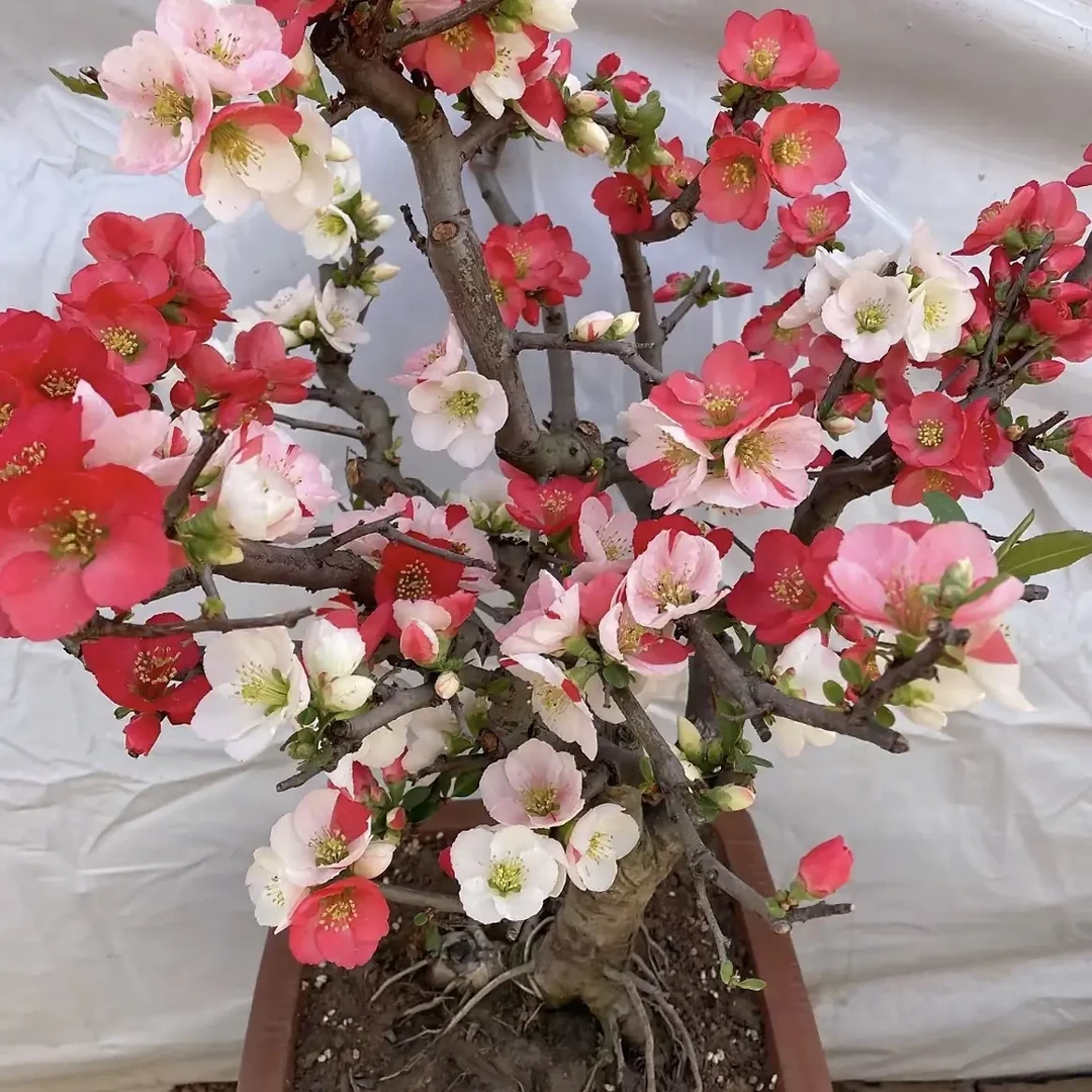 东阳锦海棠花老桩盆栽四季开花耐寒好养活花卉绿植