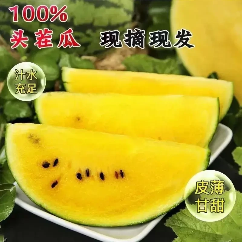 【梦中情瓜】黄金特小凤黄心西瓜仁风富硒黄心薄皮手撕黄金小凤瓜