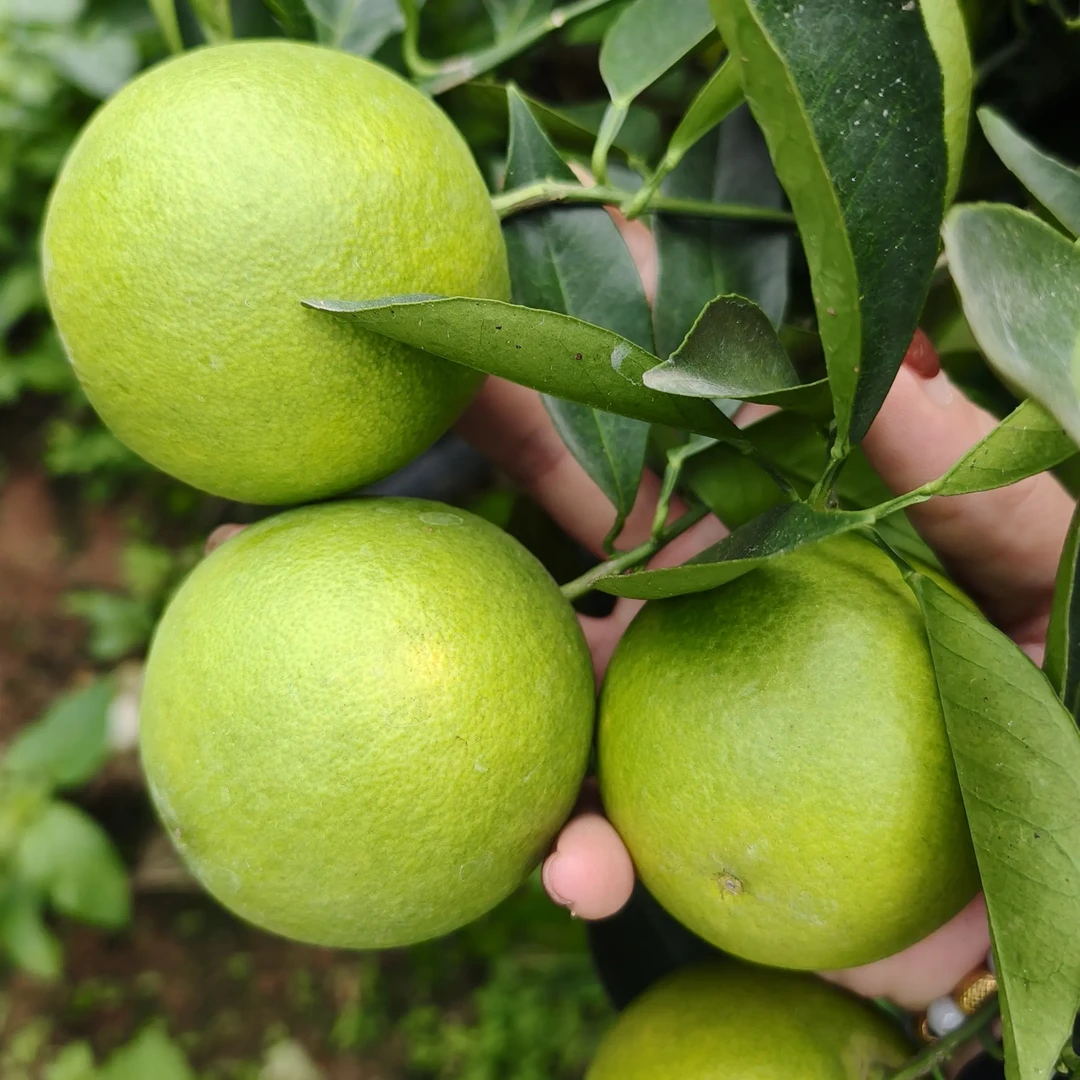 哀牢山当季冰糖橙清甜爆汁果皮小花