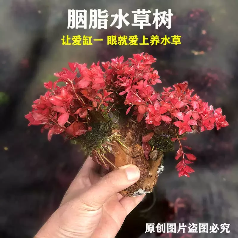 胭脂水草树红色水草鱼缸沉木造景新品小缸造景水草成品
