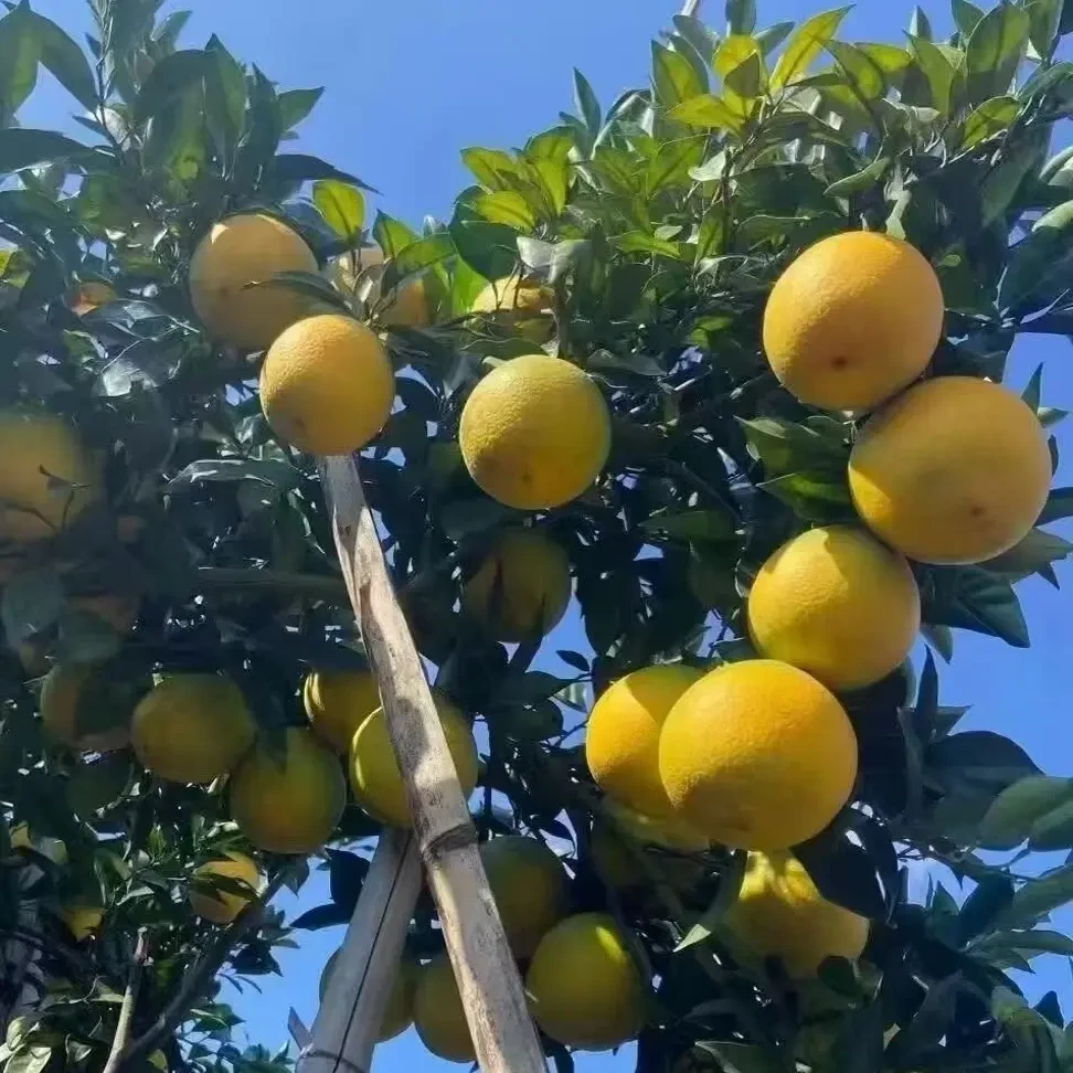 赣南新鲜应季脐橙皮薄肉多爆甜多汁原产地直发水果