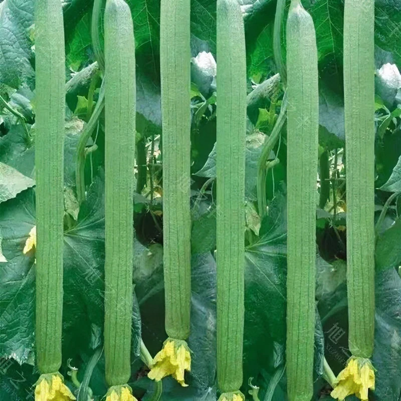 长香丝瓜种子香嫩早熟丝瓜种子四季南方北方丝瓜籽易成活种子