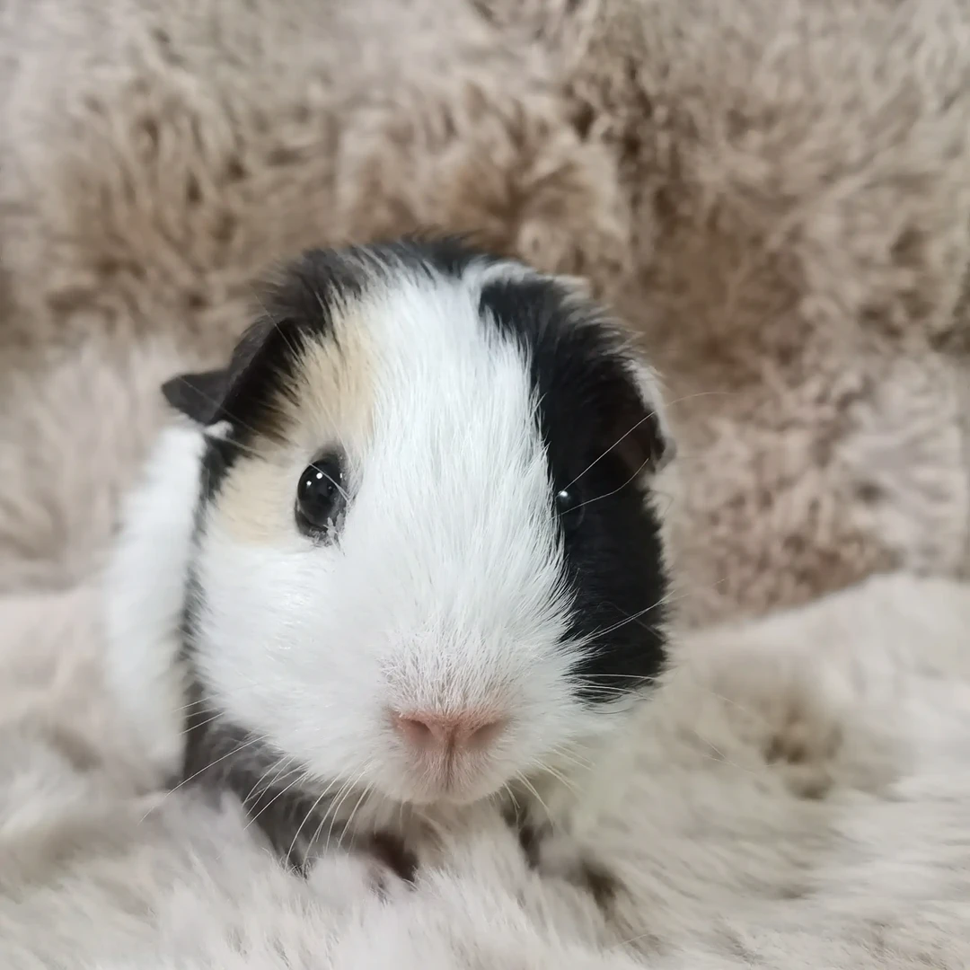 宠物级荷兰猪豚鼠，一猪一拍，实际照片，一对一链接！