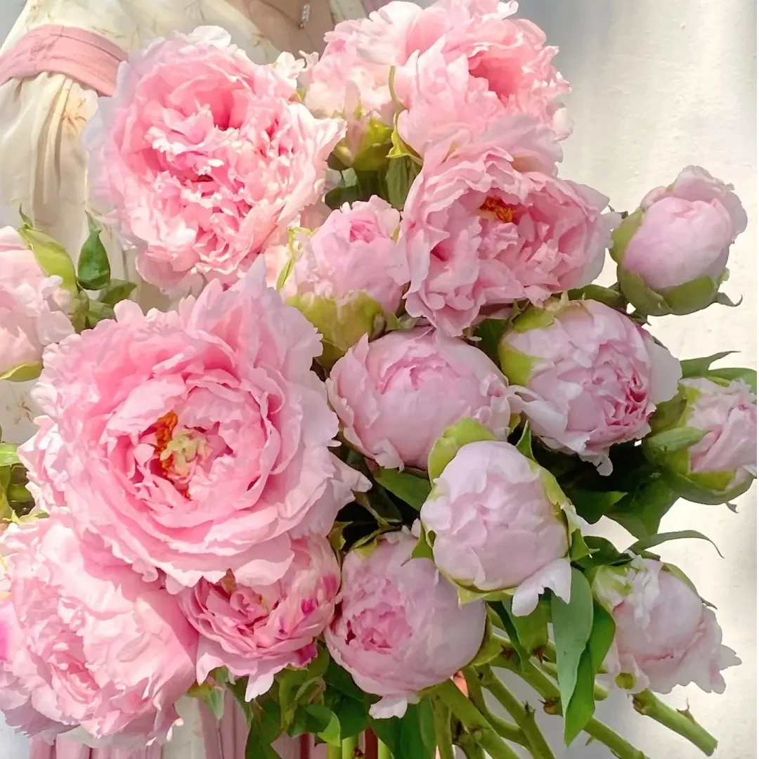 【冷链空运】【雪映桃花】牡丹鲜花 开花碗口大 山东重瓣鲜切花