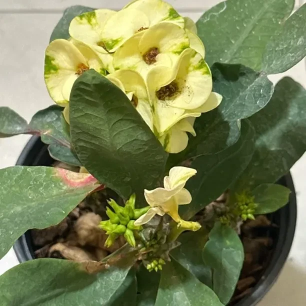 青柠 虎刺梅铁海棠盆栽带花发货室内阳台花卉四季开花耐热