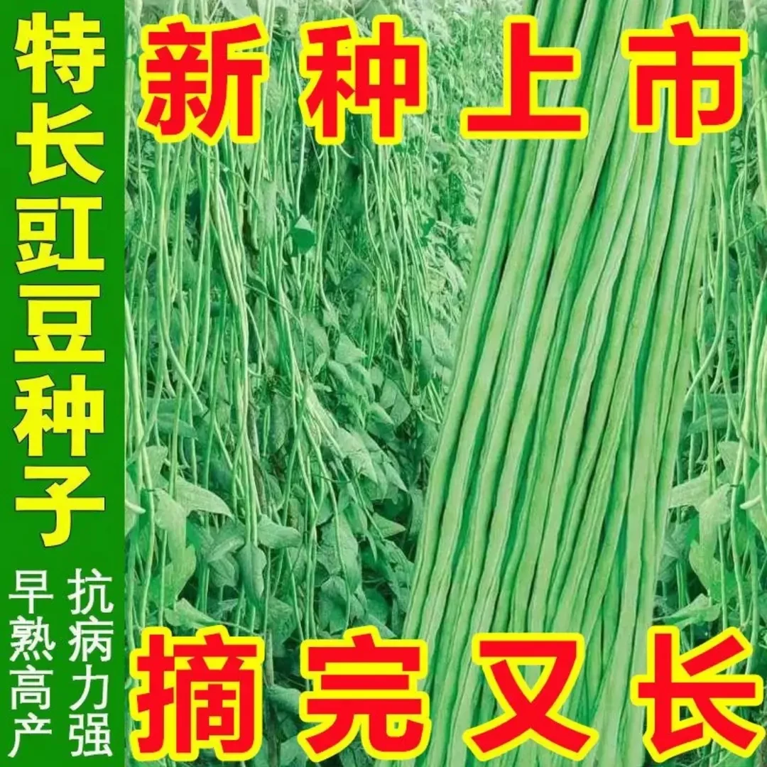 【长豆角种子】正品特长豇豆种子青豇豆小五叶家庭菜园农家蔬菜种籽