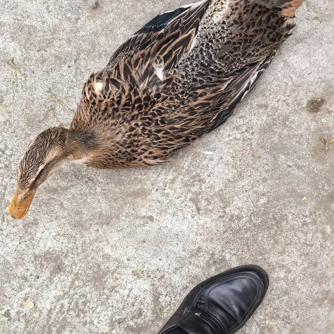 正宗七彩山鸡户外散养现宰冷冻京东包邮