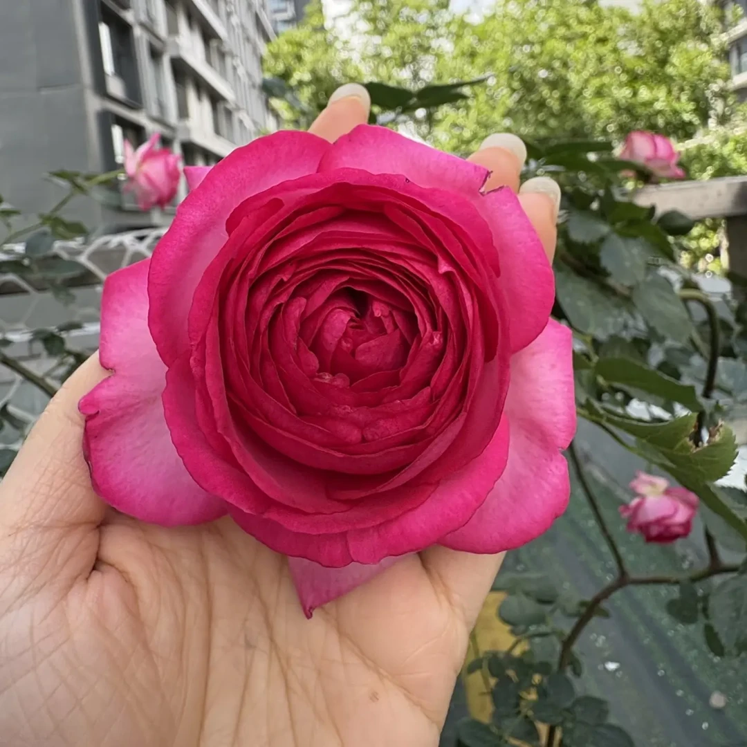 深粉龙爬藤月季大苗原盆原土耐寒庭院种植多季开花浓香花卉植物