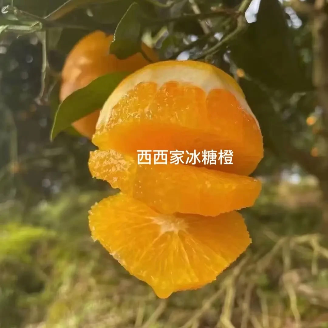 正宗麻阳冰糖橙新鲜现摘香甜爆汁应季水果产地直发