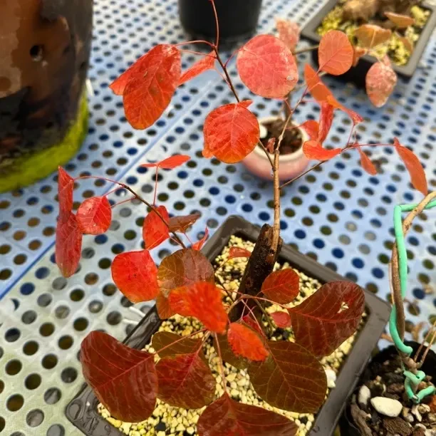 黄栌盆景直播间一物一拍高品质绿植