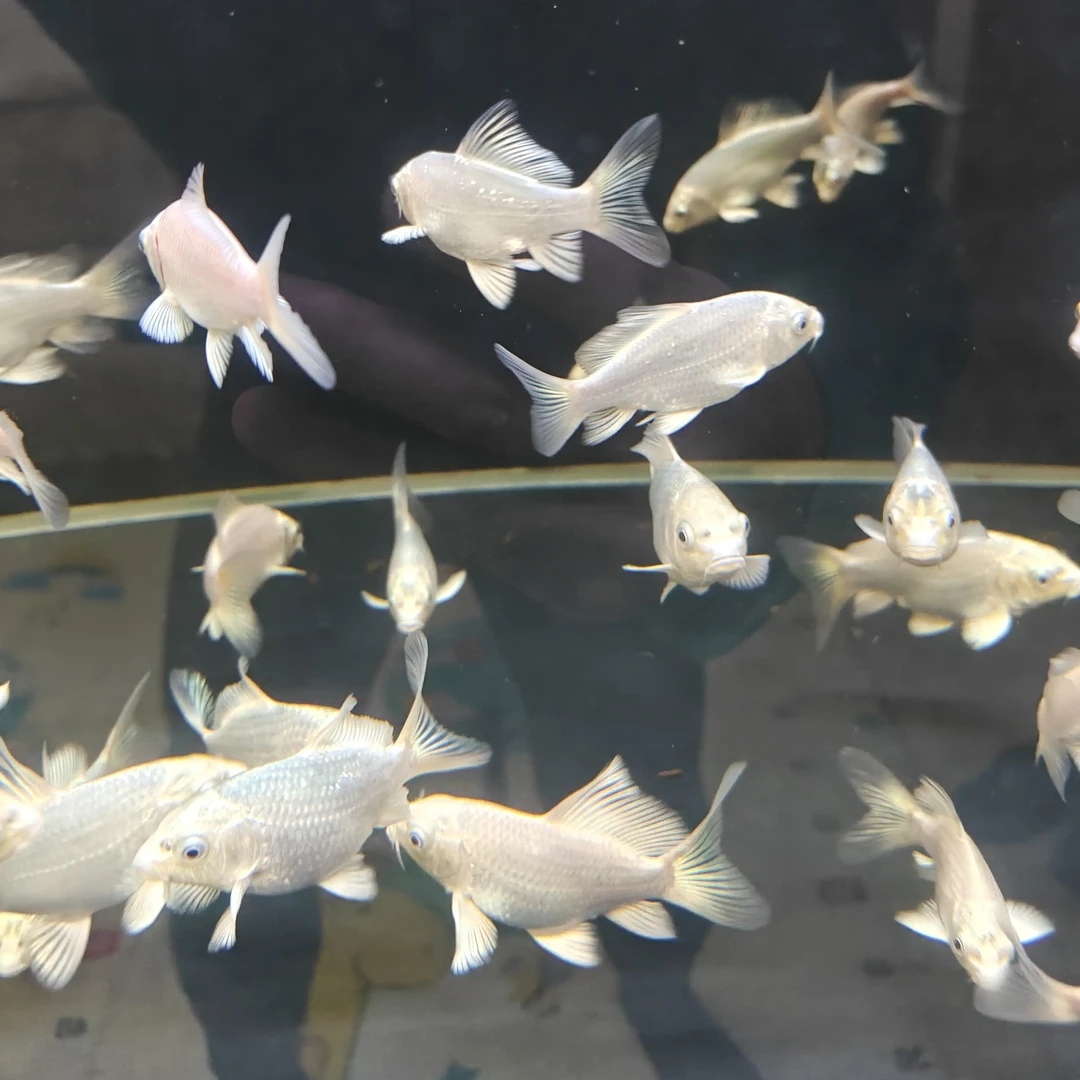 普身精品蝴蝶鲤 白金龙凤长尾冷水观赏鱼好养耐活白锦鲤