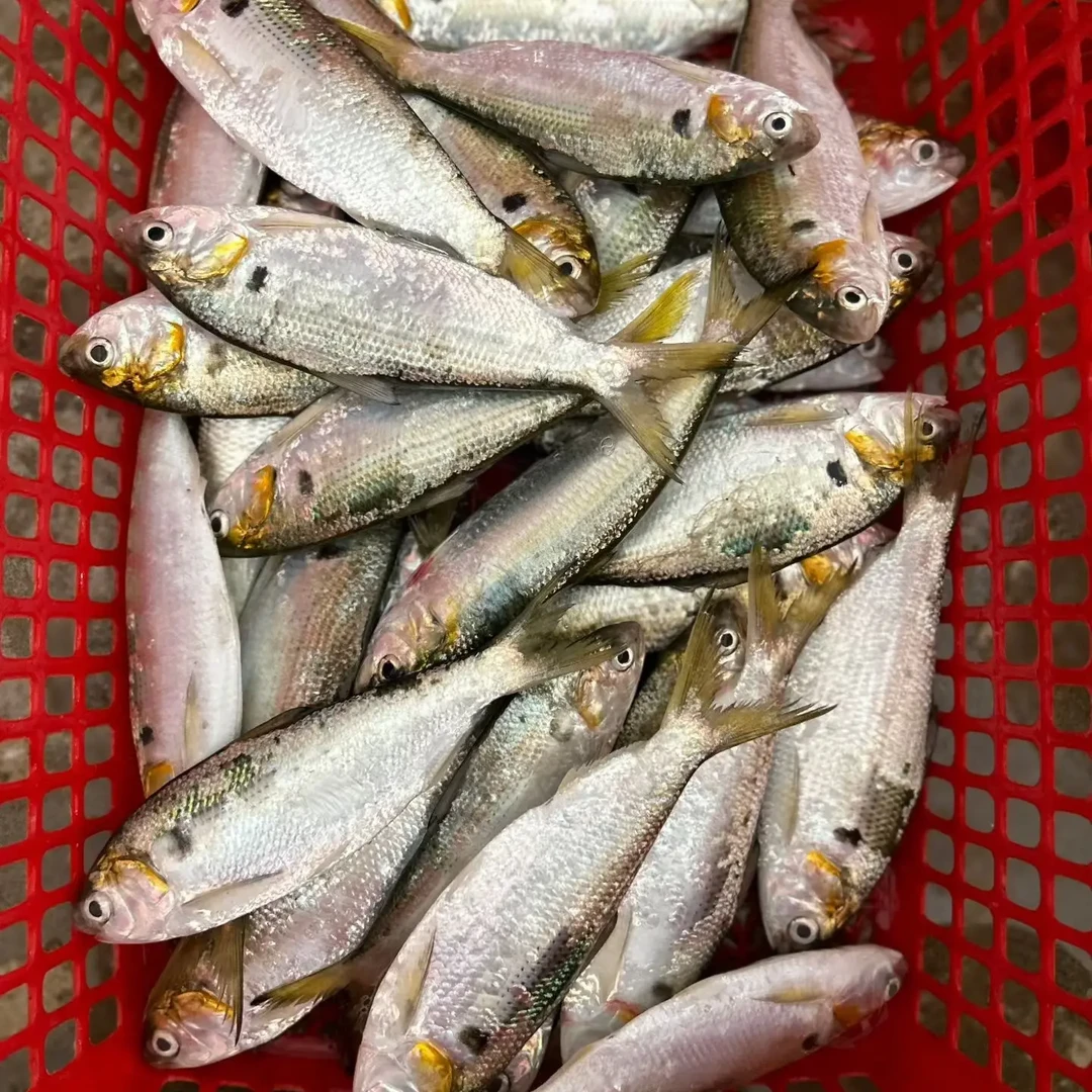 新鲜野生黄鱼 肉质鲜香多刺可食的海鲜
