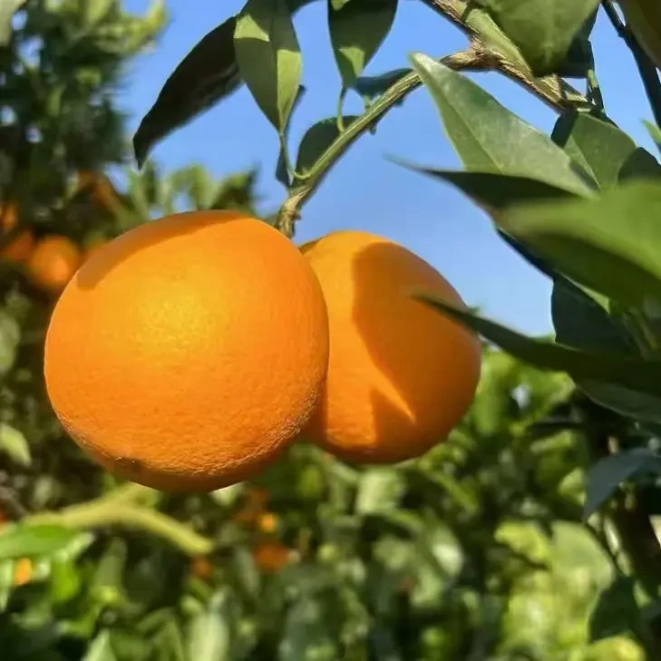 正宗湖北枝江农家甜橙子现摘新鲜水果产地直发应季薄皮爆汁